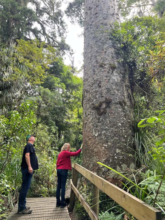Waipoua KAURI Forest, Tane Mahuta & Museum Tour Ex Auckland - Exploring the North Island’s Giants: The Experience in Detail