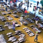 Wakayama: Learn & Taste Japan Tuna Culture in Nachikatsuura - Detailed Breakdown of the Tour