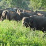 Wasgamuwa National Park Entrance Ticket with Private Safari - What Makes This Tour Stand Out?