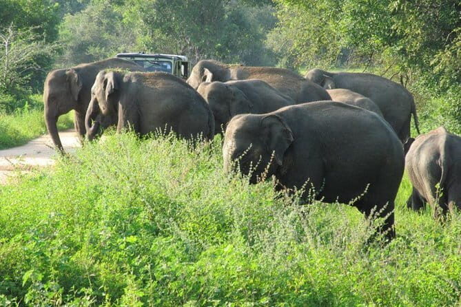 Wasgamuwa National Park Entrance Ticket with Private Safari - What Makes This Tour Stand Out?