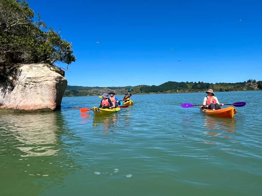 Whakatane: Ohiwa Harbour Guided Kayak Tour - What to Expect During the Tour