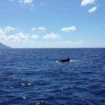 Whale Watching and Dolphin Spotting Cruise - Who Will Love This Tour?