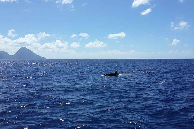 Whale Watching and Dolphin Spotting Cruise - Who Will Love This Tour?