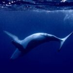 Whale watching and snorkelling in Moorea - Value and Pricing Analysis