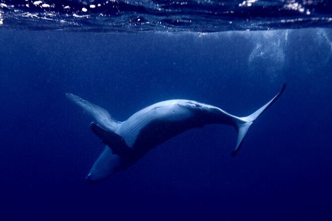 Whale watching and snorkelling in Moorea - Value and Pricing Analysis