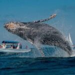 Whale Watching in Samaná Bay + Bacardi Island Beach- Full DayTrip - What Travelers Are Saying