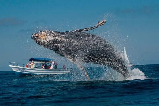 Whale Watching in Samaná Bay + Bacardi Island Beach- Full DayTrip - What Travelers Are Saying