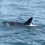 Whale Watching Mirissa Ultimate Tour in Sri Lanka with Breakfast - Why the Value of This Tour Shines