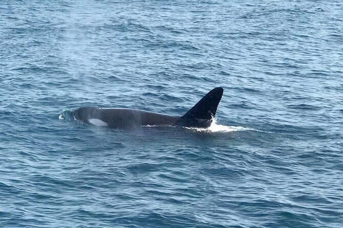 Whale Watching Mirissa Ultimate Tour in Sri Lanka with Breakfast - Why the Value of This Tour Shines