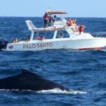 Whale Watching Tour in Samana - Who Will Enjoy This Tour Most?