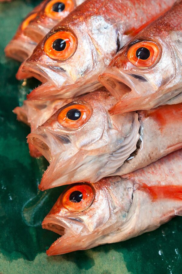 Sting fish displayed for sale at Tsukiji Fish Market in Tokyo
