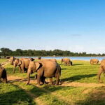 Wildlife Sri Lanka: 10-Day All-Inclusive Luxury Tour - Day-by-Day Breakdown