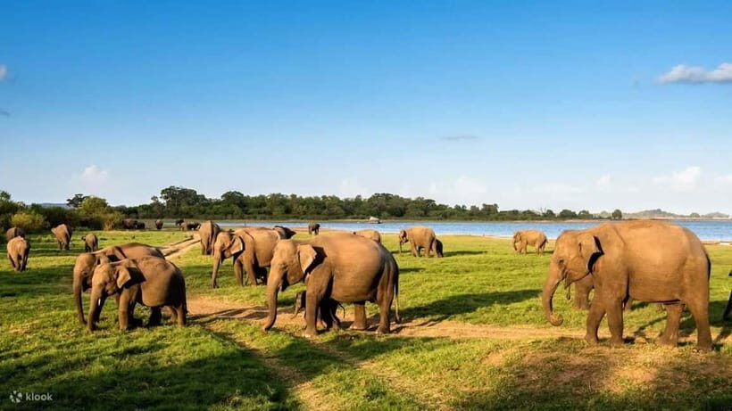 Wildlife Sri Lanka: 10-Day All-Inclusive Luxury Tour - Day-by-Day Breakdown