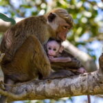 Wilpattu: Jeep Safari Day Tour From Colombo or Negombo - Why This Tour Works for You