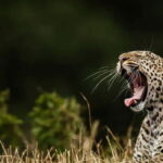 Wilpattu: Jeep Safari Day Tour From Trincomalee or Pasikudah - Wildlife Encounters: What to Expect