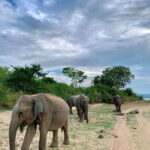Wilpattu National park - All Inclusive Safari Day Tour - What to Expect During Your Safari Day