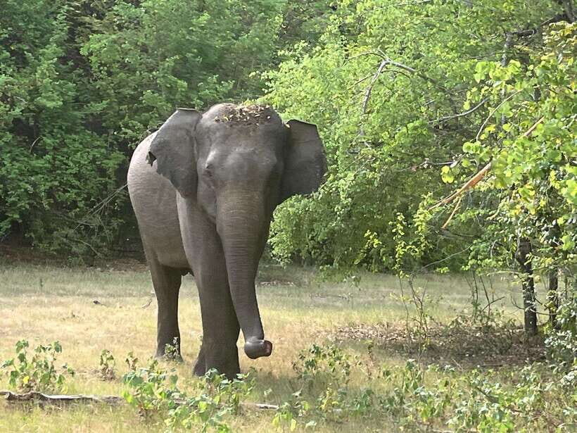 Wilpattu National Park Full Day Safari - The Parks Unique Landscape