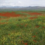 Windows Desktop Theme - Poppy Fields from Tashkent - Analyzing the Experience’s Value