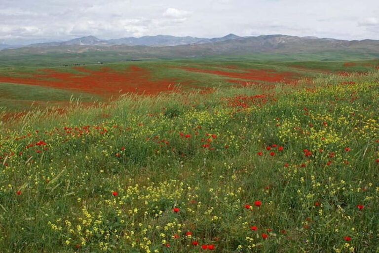 Windows Desktop Theme - Poppy Fields from Tashkent - Analyzing the Experience’s Value
