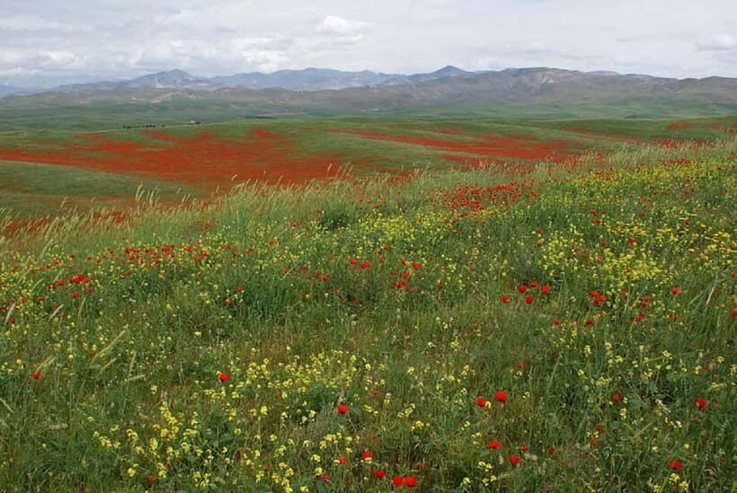 Windows Desktop Theme - Poppy Fields from Tashkent - Analyzing the Experience’s Value