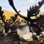 Wonders of Northern Mongolia 15 days - Exploring Mongolia’s Northern Secrets in Depth