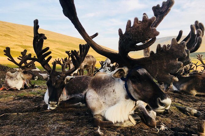 Wonders of Northern Mongolia 15 days - Exploring Mongolia’s Northern Secrets in Depth