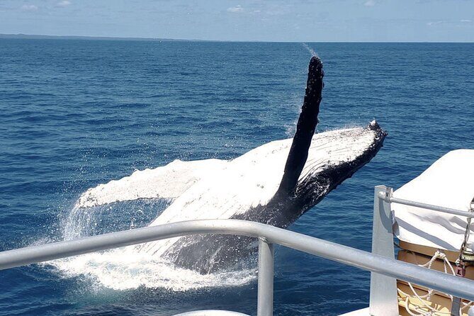World class Whale Watching from Hervey Bay - The Itinerary and What to Expect