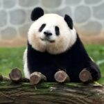 Xi'an: Qinling Four Rare Animals Park & Brown Panda Ticket - Why This Experience Offers Great Value