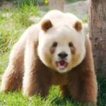 Xi'an: Qinling Four Rare Animals Park & Brown Panda Ticket - Who is This Tour Best For?