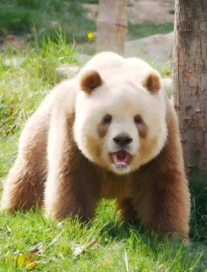 Xi'an: Qinling Four Rare Animals Park & Brown Panda Ticket - Who is This Tour Best For?