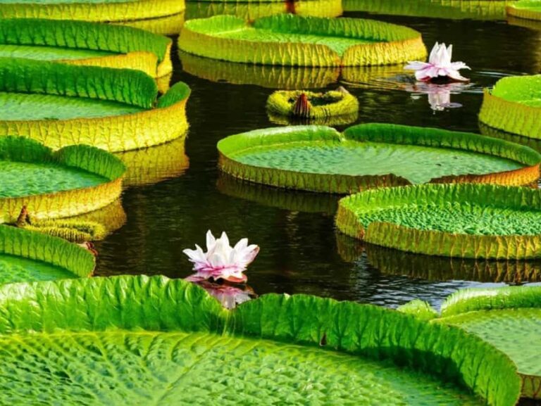 Xishuangbanna: Botanical Garden and Dai Garden 1-Day Tour - Who Is This Tour Best Suited For?