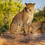 Yala & Bundala Both National Parks: One Day Safari Tour - The Experience in Detail