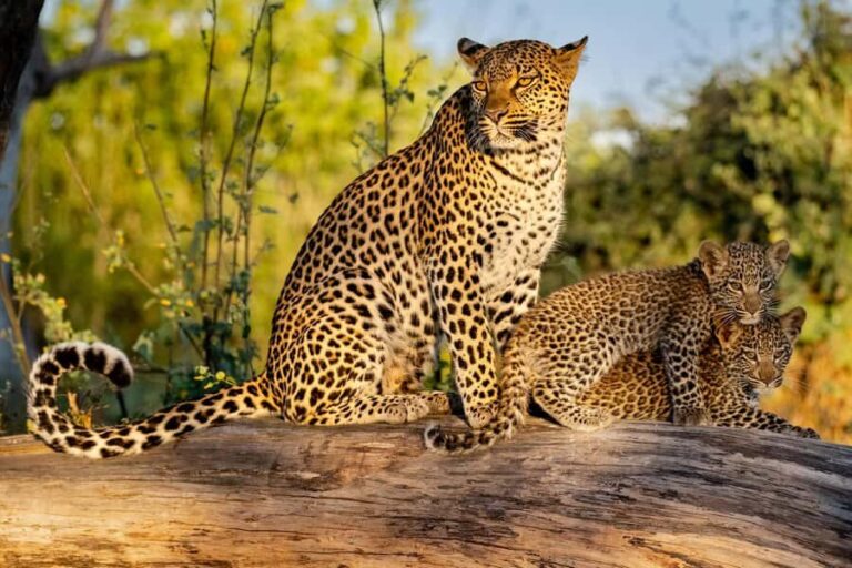 Yala & Bundala Both National Parks: One Day Safari Tour - The Experience in Detail