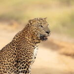 Yala National Park 4*4 Leopard Safari Tour - The Value in Detail