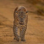 Yala National Park: 7 hours or 12 hours Leopard Wild Safari - The Itinerary Breakdown