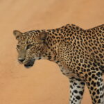 YALA National Park (7 - hours) Wildlife Safari Tour - The Experience in Detail