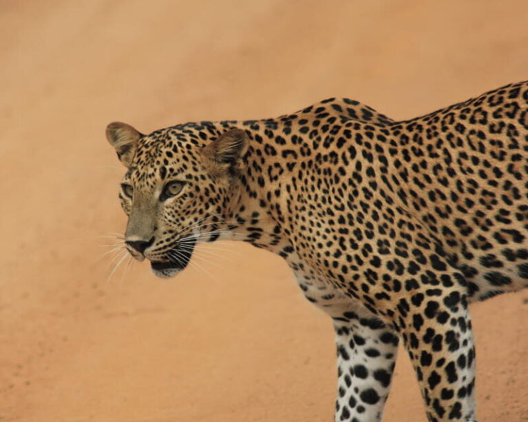 YALA National Park (7 - hours) Wildlife Safari Tour - The Experience in Detail