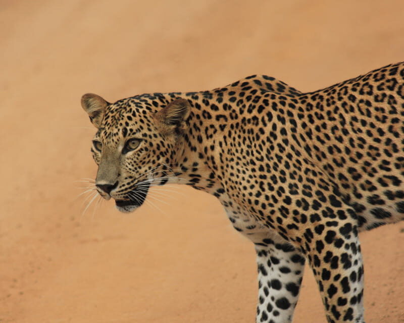 YALA National Park (7 - hours) Wildlife Safari Tour - The Experience in Detail