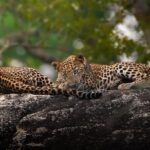 Yala National Park Full Day Safari Tour - What’s on the Itinerary?