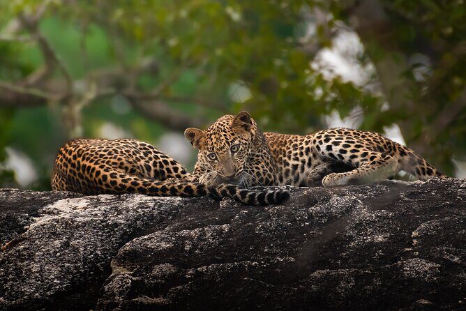 Yala National Park Full Day Safari Tour - What’s on the Itinerary?