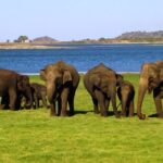 Yala National Park Full Day Safari Tour from Ella - What Sets This Tour Apart