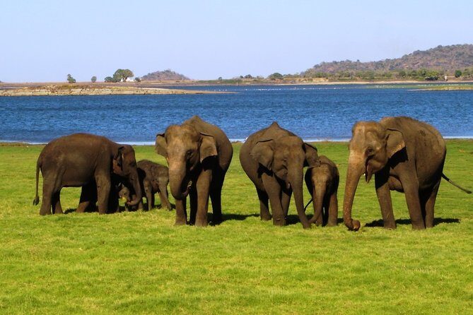 Yala National Park Full Day Safari Tour from Ella - What Sets This Tour Apart