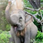 Yala National Park Full Day Safari Tours Eagle Safari - An In-Depth Look at the Yala Safari Experience