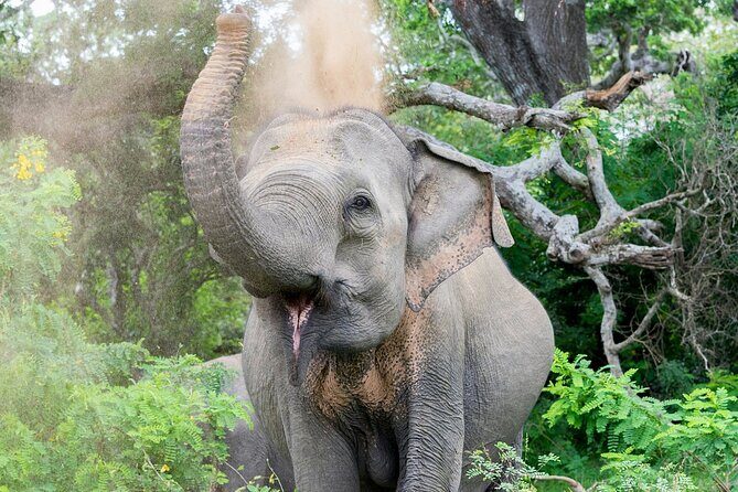 Yala National Park Full Day Safari Tours Eagle Safari - An In-Depth Look at the Yala Safari Experience