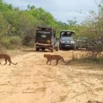 Yala National park: Half day & Full Day & Private - Safari Tours - Who Should Book This Tour?