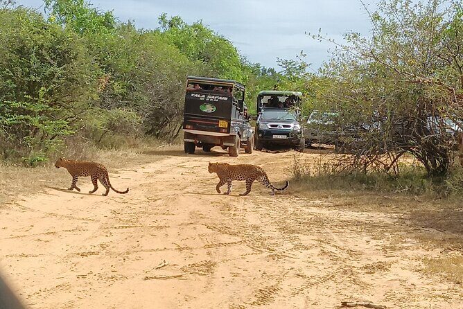 Yala National park: Half day & Full Day & Private - Safari Tours - Who Should Book This Tour?