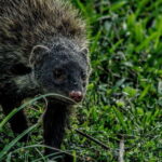 Yala National Park : Half Day or Full Day Safari Tours - What You Can Expect on Your Yala Safari