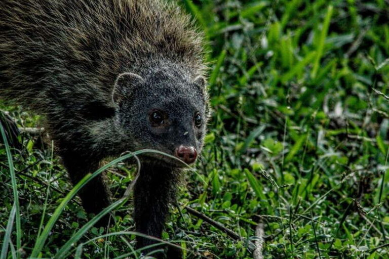 Yala National Park : Half Day or Full Day Safari Tours - What You Can Expect on Your Yala Safari