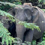 Yala National Park: Morning or Afternoon Safari Tour (5 h) - The Itinerary in Detail