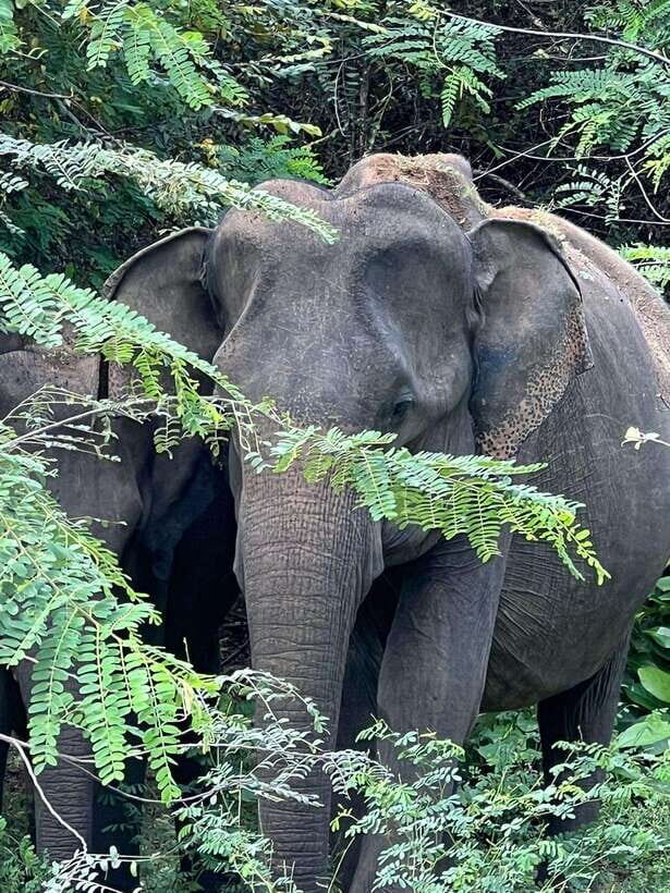 Yala National Park: Morning or Afternoon Safari Tour (5 h) - The Itinerary in Detail